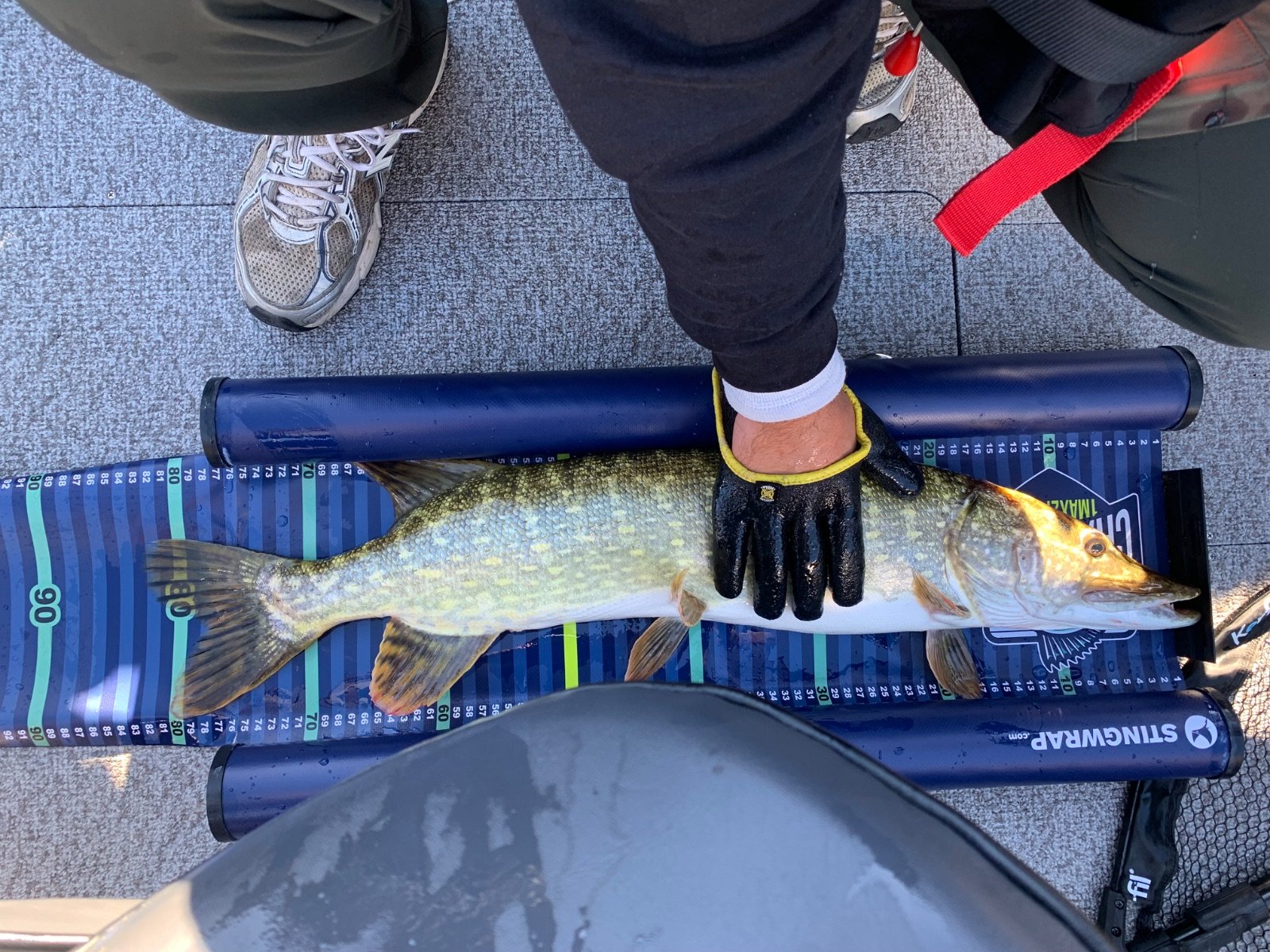 Brochet