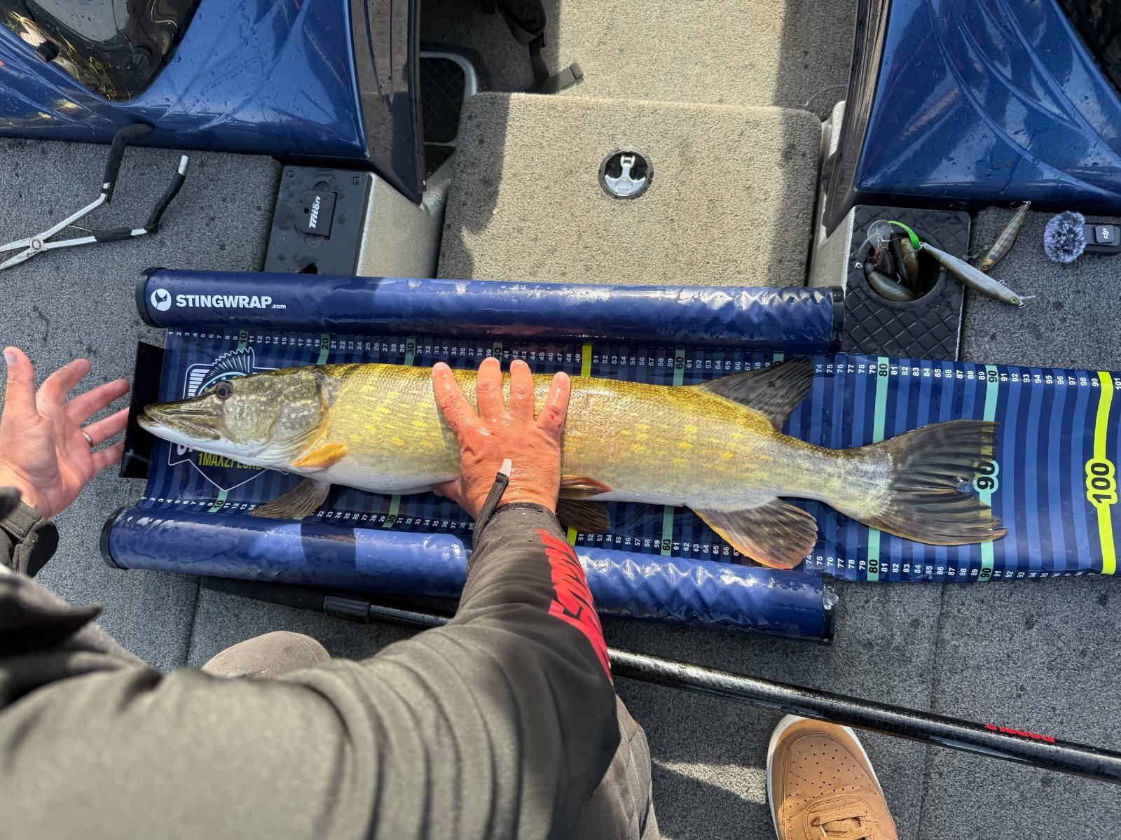 Brochet
