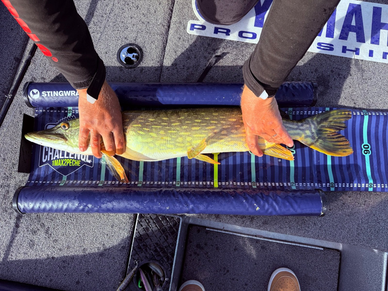 Brochet
