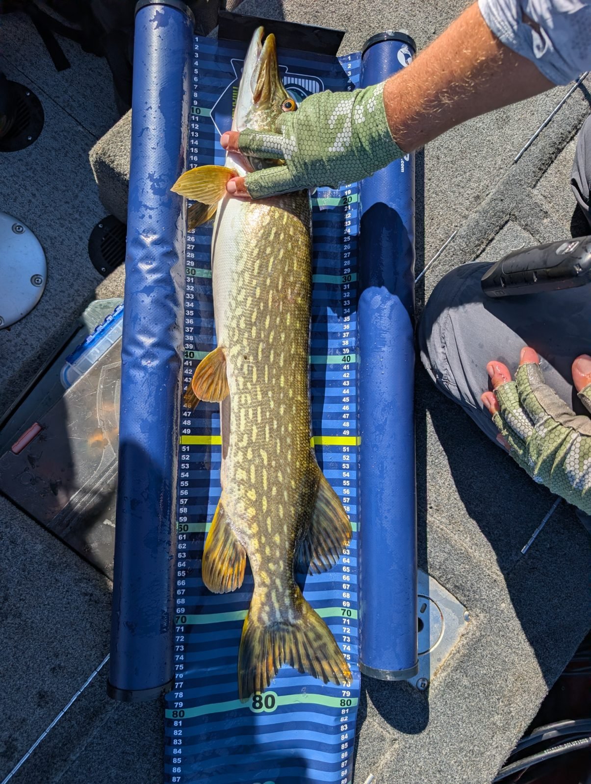 Brochet