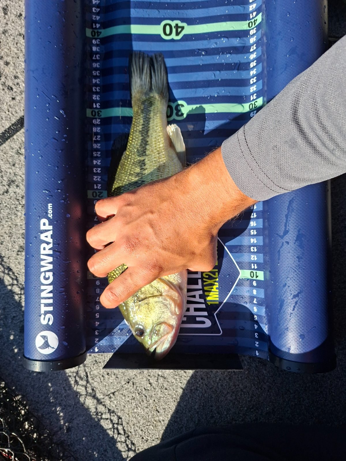 BlackBass