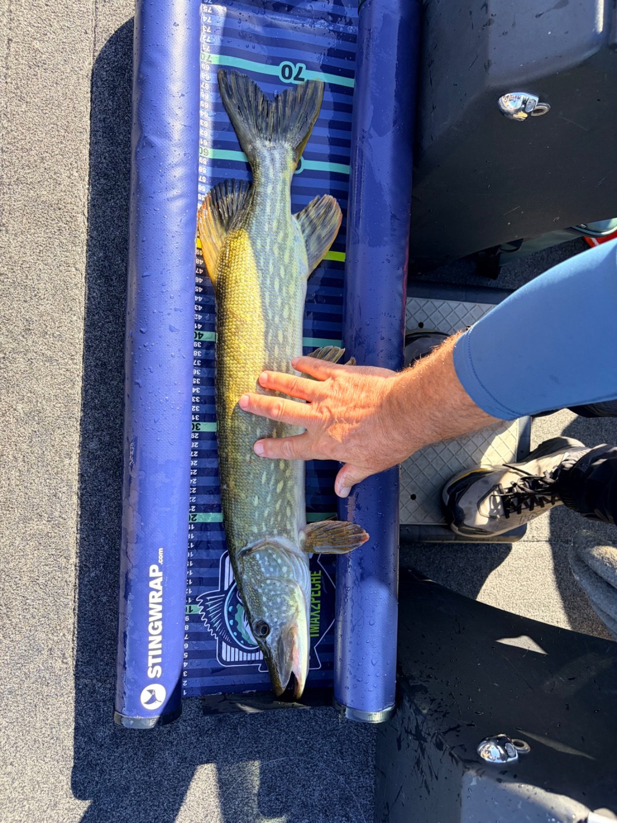 Brochet