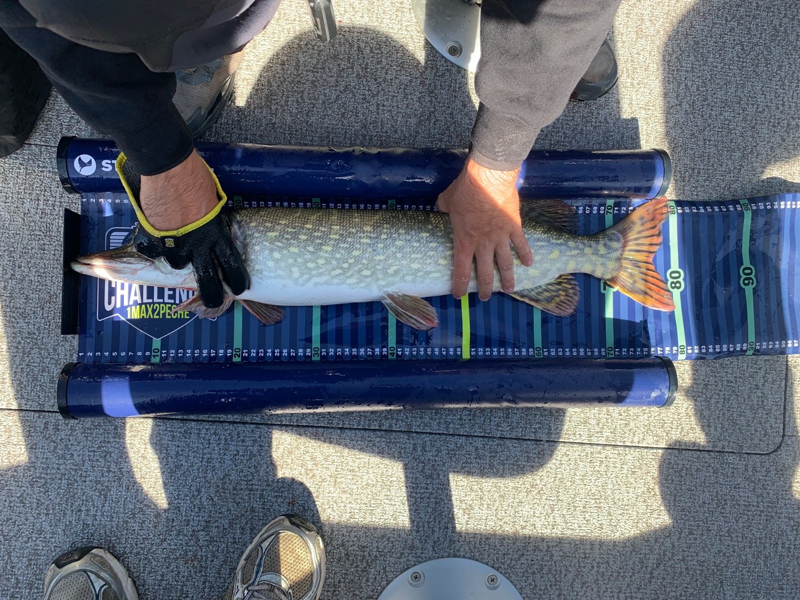 Brochet