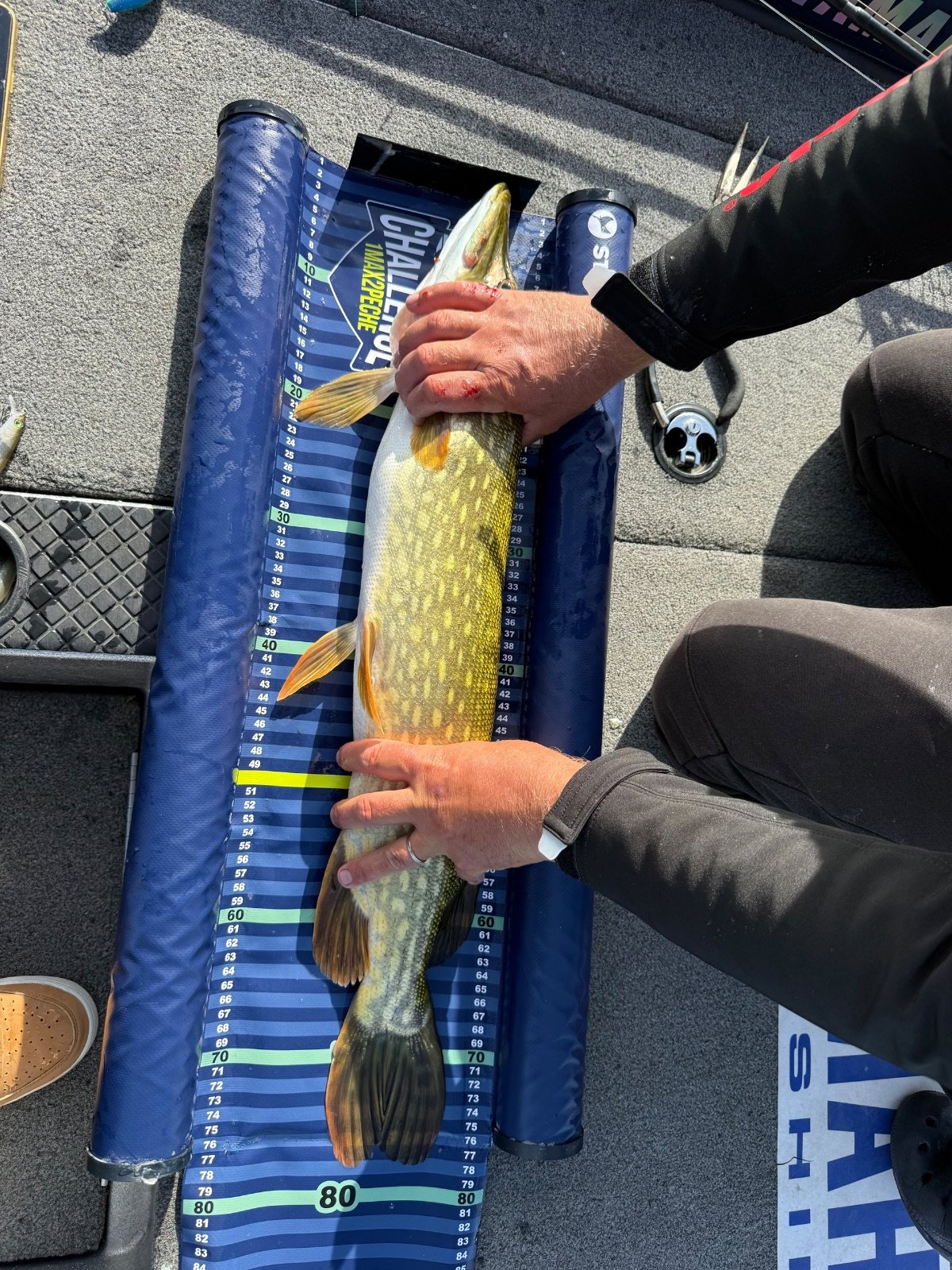 Brochet